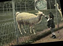 VINTAGE POSTCARD Zoo Lyon the park spangled Them