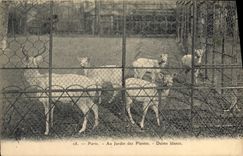 VINTAGE POSTCARD Zoo Paris Botanical garden white Deer