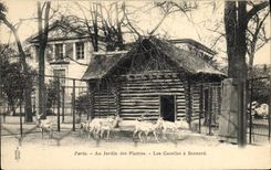 CPA Zoo Paris Jardin des plantes Les gazelles a Bezoard