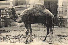 CPA Zoo Paris Jardin des plantes Le chameau