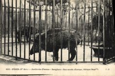 CPA Zoo Paris Jardin des plantes sangliers Sus scrofa Afrique