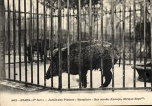 CPA Zoo Paris Jardin des plantes sangliers Sus scrofa Afrique