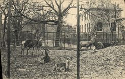 VINTAGE POSTCARD Zoo Paris Botanical garden Park to the hinds