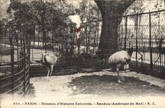 VINTAGE POSTCARD Zoo Paris Museum of Natural history Nandou America of the South