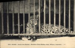 VINTAGE POSTCARD Zoo Paris Botanical garden Panther Felis Pardus Asia Africa Australia