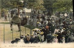 VINTAGE POSTCARD Zoo Marseilles Zoological gardens Camel