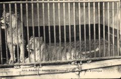 CPA Zoo Paris Jardin des plantes Lion et lionne d'Afrique