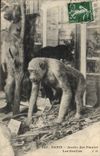 CPA Paris Jardin des Plantes Les gorilles Singe