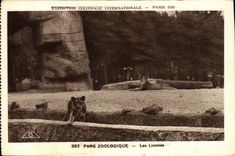 CPA Paris Exposition coloniale internationale 1931 Parc zoologique Les lionne slion