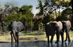 CPM Faune africaine Elephants a la riviere 