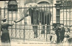 CPA Paris Jardin des Plantes Le grand elephant Enfants