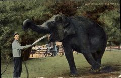 CPA Watering the elephant