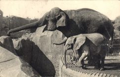 CPA Parc zoologique du Bois de Vincennes Paris Un elephant d'Asie femelle et Micheline