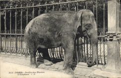 CPA Paris Jardin des Plantes L'elephant