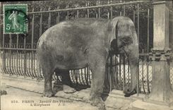 CPA Elephant Paris Jardin des plantes L'elephant
