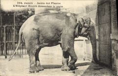 CPA Elephant Paris Jardin des plantes L'elephant Houthc demandant la porte 