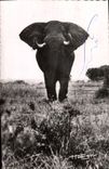CPM Elephant 