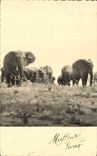 CPM Elephant 