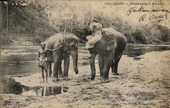 CPA Elephant Colombo Elephants a Kandy