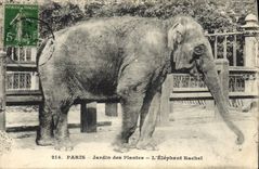CPA Elephant Paris Jardin des plantes L'elephant Rachel 