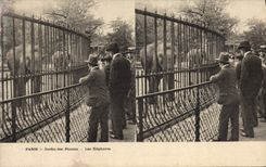 CPA Elephant Paris Jardin des plantes Les elephants