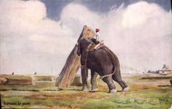 CPA Elephant at work