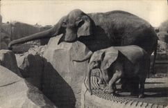 CPA Elephant Zoo Vincennes Paris 