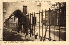 CPA Elephant Lyon Parc de la Tete d'Or Loulou 