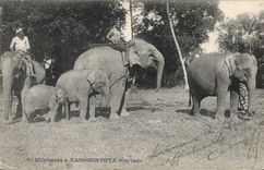 CPA Elephant Elephants a Kadogustota Ceylan 