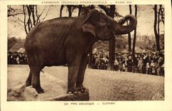 CPA Elephant Exposition coloniale internationale Paris 1931 Parc zoologique 