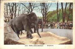 CPA Elephant Exposition coloniale internationale Paris 1931 Elephants