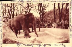 CPA Elephant Exposition coloniale internationale Paris 1931 Elephants