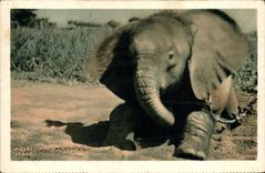 CPA Un jeune Elephant du Tchad Afrique Equatoriale Francaise 