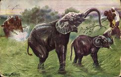 CPA Elephants Afrique