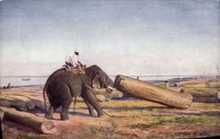 CPA Elephant at work