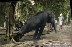 CPA Elephant An unwilling capture 