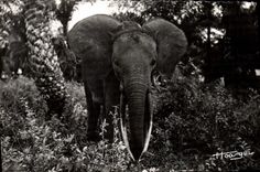 CPM Elephant Faune africaine