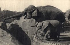 CPA Elephants Parc Zoologique du Bois de Vincennes Paris Asie et Michelin 