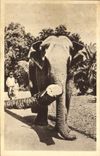 CPA Elephant Indes 