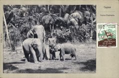CPA Elephant Ceylon Elephants 