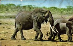CPA Elephant African Wild life 