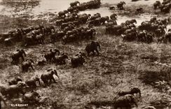 CPA Elephant Sudan Railways Atbara Elephants 