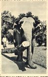 CPA Elephant Indes