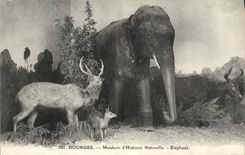 CPA Elephant Bourges Museum d'histoire naturelle Biche