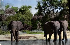 CPM Elephant Faune africaine Elephants a la riviere 