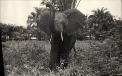 CPA Elephant 