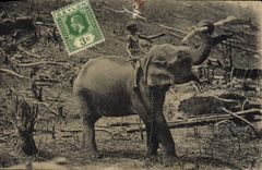 CPA Elephant at work on New Cleaning Ceylon 