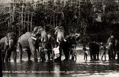 CPM Elephant Temple Elephants at Katugastota River near Kandy Ceylon