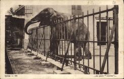CPA Elephant Lyon Au par Loulou