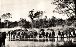 CPM Elephant Faune africaine Troupeau d'elephants